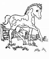 Horse Coloring Pages Pretty Getcolorings Trojan Choose Cat Board sketch template