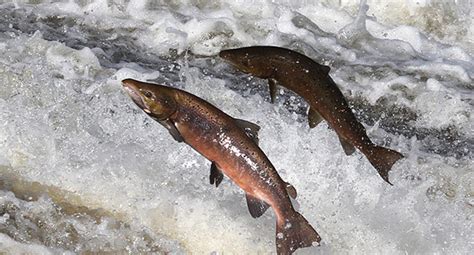 difference  wild  farmed salmon