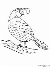 Quail Coloring Pages Manna Kids Preschool Printable Colouring Color Sheet Bird Sketch Animals Gambel California Bible Worksheets Quails Getdrawings Choose sketch template