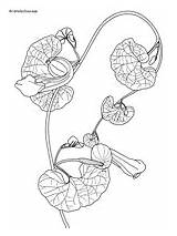 Daintree Coloring Rainforest Aristolochiaceae Pages sketch template