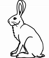 Hare Arctic Clipart Coloring Pages Rabbit Outline Printable Drawing Cliparts Template Artic Templates Color Animals Applique Animal Google Getcolorings Sheet sketch template