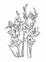Gladiolen Ausmalbilder Blumen Ausmalbild Ausmalen Malvorlagen Ausdrucken Zeichnung Blume Schablonen Zeichnen Orchideen Bärlauch Schritt Gladiolus Blumenkranz Adult sketch template