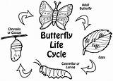 Cycle Butterfly Life Printable Kids Coloring Pages Social sketch template