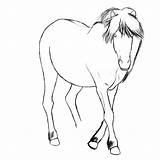 Icelandic Horse Getdrawings Drawing sketch template