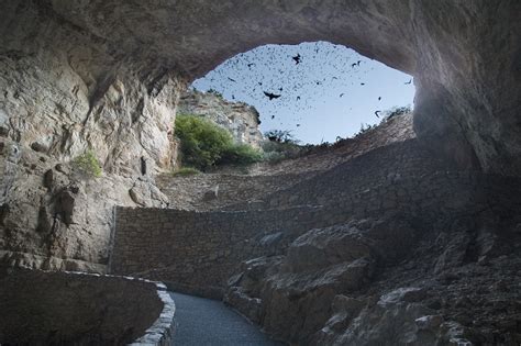 bats  caves  national park service