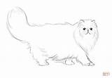 Persian Cat Coloring Pages Printable Drawing Chat Cats Cartoon Drawings Tattoo Sketch Chats sketch template