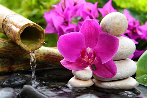 spa orchids  life orchids leaves stones greenery flowers