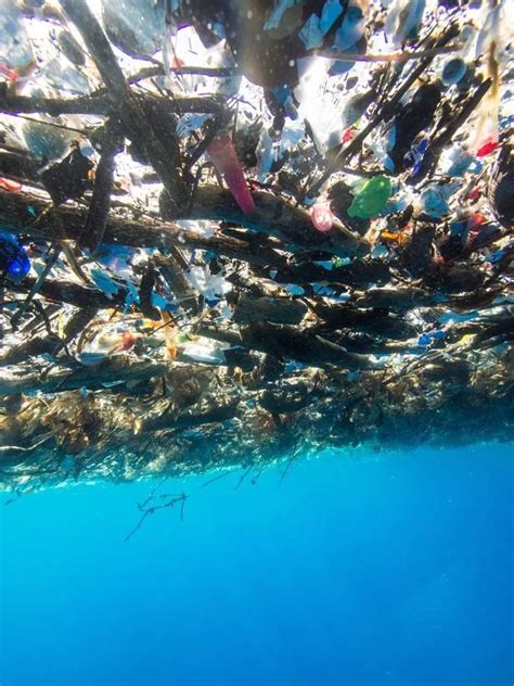 divers sickening  show sea  plastic  takeaway containers carrier bags  burst