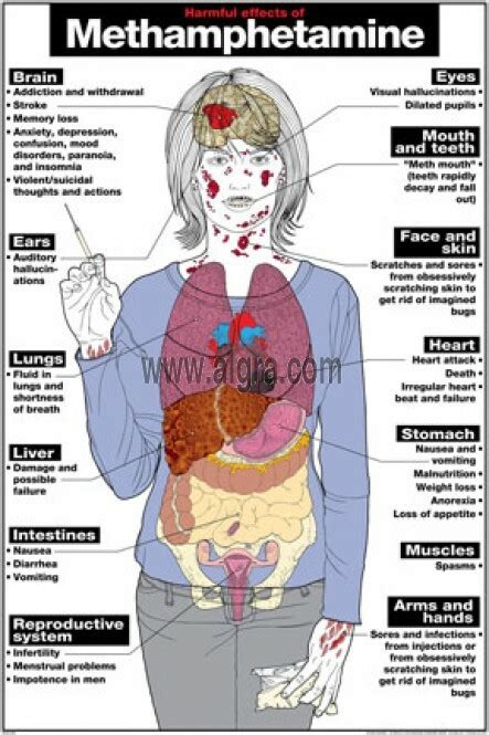 Harmful Effects Of Methamphetamine Poster Clinical