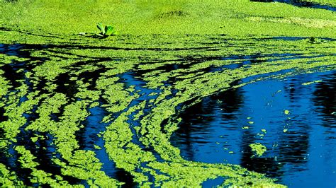 toxic algae blooms  california   deadly health officials warn