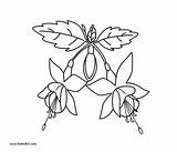 Coloring Fuchsia Fushcia Printable Pages Dot Drawings 600px 78kb Flowers sketch template
