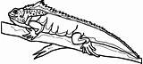 Lizard Coloring Pages Wecoloringpage sketch template