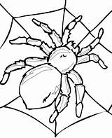 Coloring Spider Print Tarantula sketch template