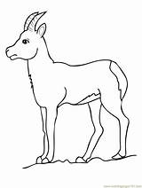 Coloring Pages Goat Printable Drinking Chamois Deer Water Antelope Drawing Pronghorn Kids Animals Color Getdrawings Results Bestcoloringpagesforkids sketch template