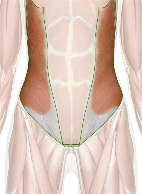 external abdominal oblique muscle