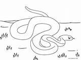 Snake Schlange Schlangen Malvorlagen Cool2bkids Snakes sketch template