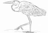 Heron Coloring Blue Great Pages Printable Drawing Sketch Categories Template sketch template