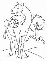 Camel Coloring Pages Drawing Se Kids Cartoon Standing Field Funny Color Printable Oo Ount Desert Caravan Popular Getdrawings Library Clipart sketch template