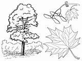 Coloring Pages Maple sketch template