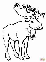 Moose Coloring Pages Alaska Deer Animal Clipart Template Antlers Drawing Printable Templates Kids Orignal Antler sketch template