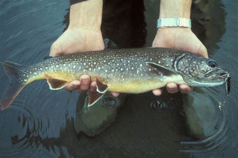 gene discovery   restore great lakes lake trout great lakes echo