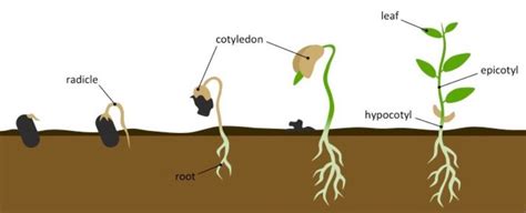 word describes  germination process