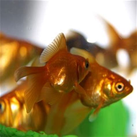 goldfish  kids learn   popular fish pet