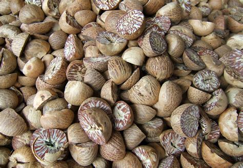 betel nuts facts  health benefits