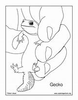 Gecko Coloring Coloring72 sketch template