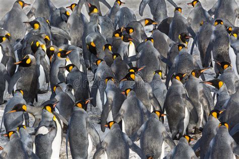 Falkland Islands Konungpingvin Arkivfoto Bild Av Fjäder Grått 64929956