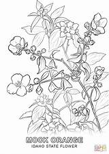 Idaho Coloring Flower State Pages Drawing Arkansas Printable Getdrawings Categories sketch template