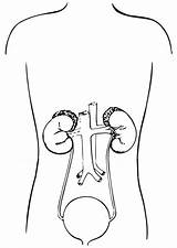 Urinary System Coloring Printable sketch template