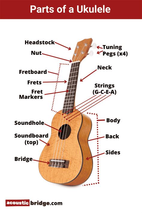 beginners guide   parts  ukulele anatomy