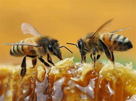 world bee day  vegans avoid honey  important facts  natures pollinators