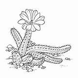 Cactus Coloring Pages Peanut Toddlers sketch template