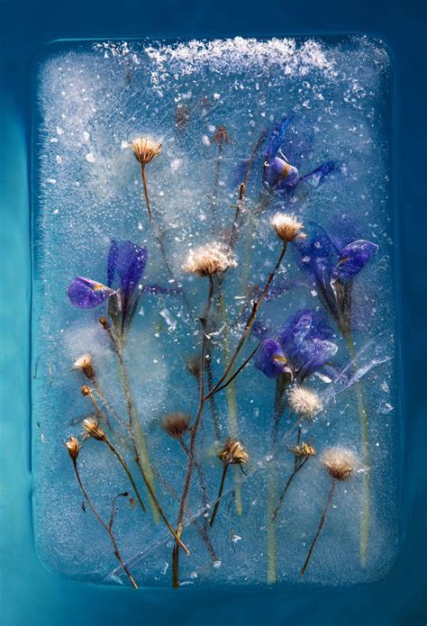 romantic photographs  frozen flowers  blocks  ice capture  fragility  nature
