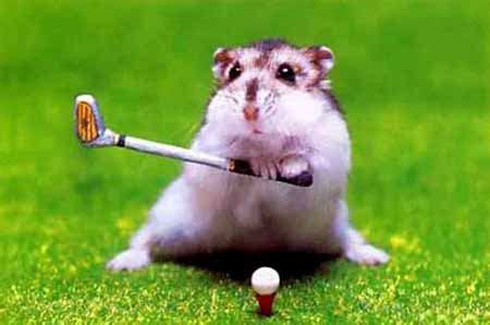 hamster playing golf hamsters photo  fanpop