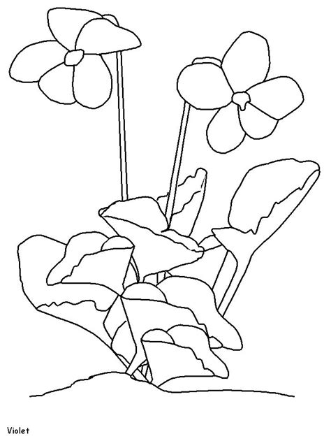 violet coloring pages  coloring pages  kids   flower coloring pages printable