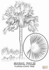 Tree Florida State Coloring Carolina South Pages Palm Sabal Flower Printable Palmetto Drawing Supercoloring Sketch Cabbage Kids Flag Line Templates sketch template