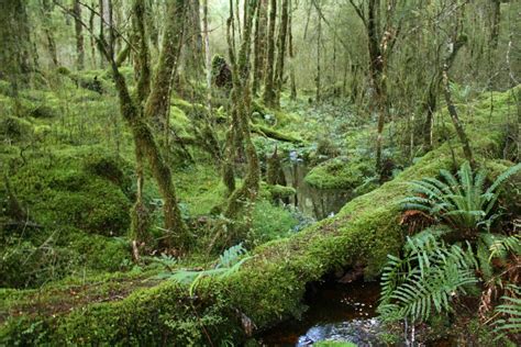 images tree swamp wilderness stream jungle spruce vegetation rainforest deciduous