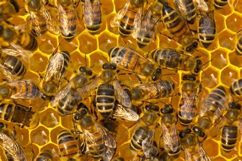 bijen binnen de bijenkorf het werk van jonge bijen binnen de bijenkorf stock afbeelding image