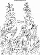 Uccelli Disegno Uccellini Gli Piume Degli sketch template