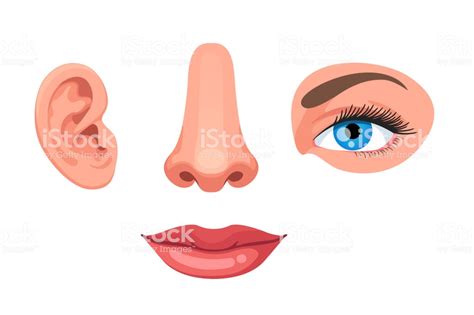 nose clipart sense organ nose sense organ transparent