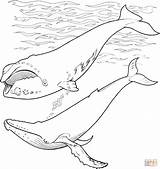 Humpback Malvorlagen Baleine Whales Requin Sea Designlooter Wale sketch template