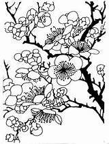 Plum Blossom Coloring Drawing Pages Japanese Template Drawings Tree Color Choose Board Getdrawings Sketch sketch template