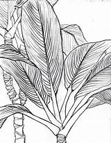 Drawing Contour Line Leaf Leaves Drawings Plant Life Still Continuous Pencil Jungle Draw Palm Bamboo Lines Tropical Illustration Dessin Sketches sketch template