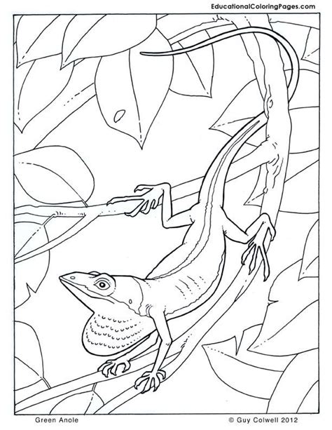 jungle animals coloring pages coloring home
