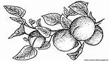Clipart Fruit Coloring Apricot Webstockreview Downloads Royalty sketch template