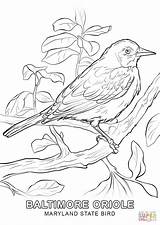 Bird Coloring State Maryland Pages Oriole Flower Baltimore Drawings Printable Flag Birds Drawing Thrasher Brown Simple Supercoloring Sheets Adult Choose sketch template