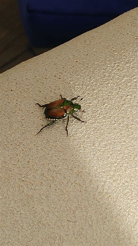 spotted     june bug  ideas whatsthisbug